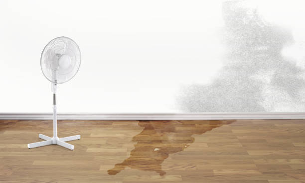 Best Basement water damage restoration  in , NJ